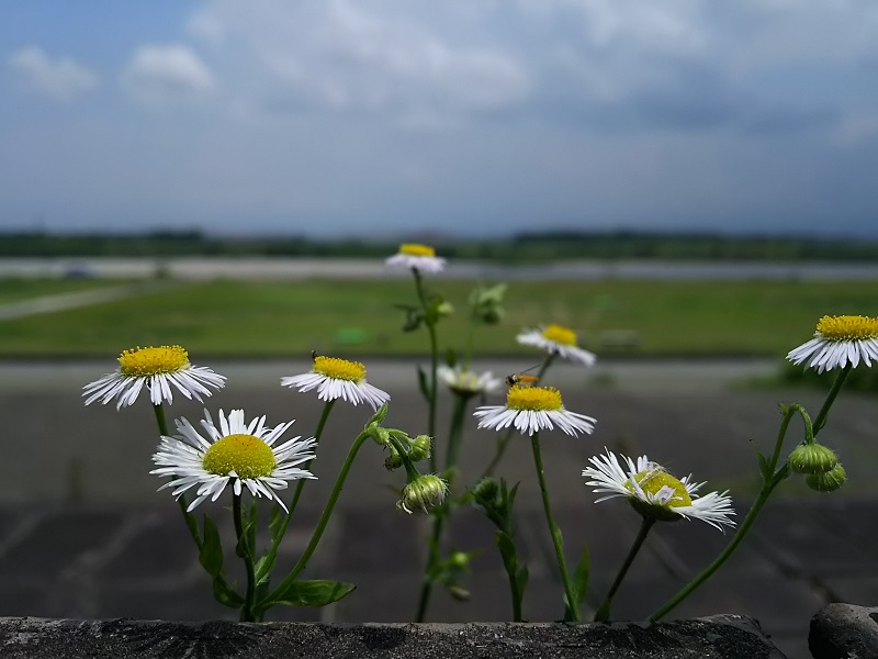 夏まであとわずか